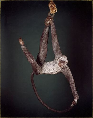 Vervet Monkey
